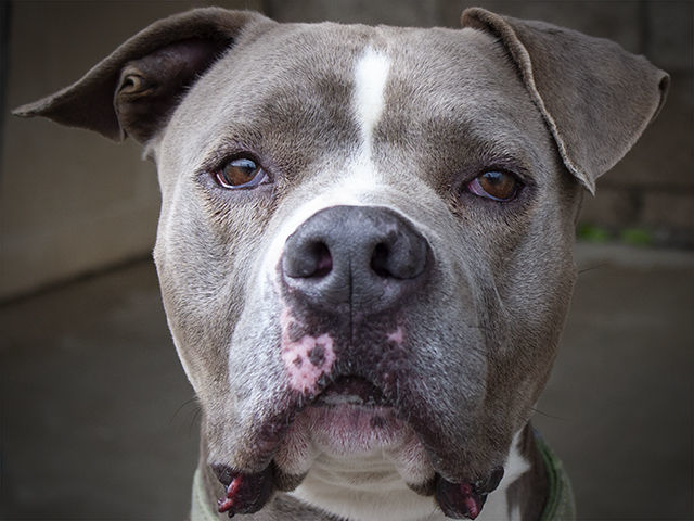 Opie